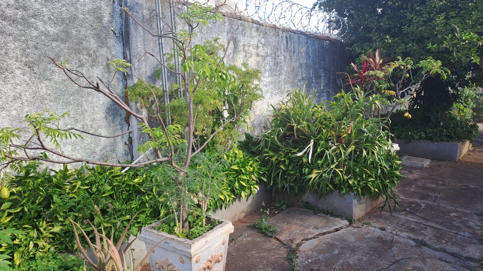 Terreno de 1.080 m² com casa no Bairro Tabajaras | foto 9